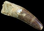 Spinosaurus Tooth - Real Dinosaur Tooth #52104-1